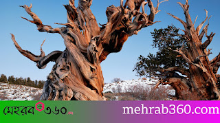 কোনটি পৃথিবীর সবচেয়ে প্রাচীন বৃক্ষ?