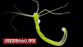 মস্তিষ্কহীন প্রাণীরা কি চিন্তা করতে পারে?